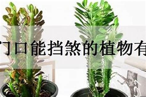 什么树可以挡煞|道教：12种树木及草本植物，有镇宅辟邪保家人平安健康的。